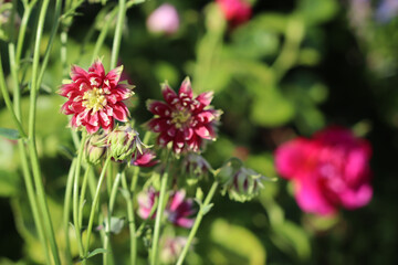 Aquilegia flower red close up with copy space. Selective focus blurred background red flower in the garden. Exotic shape flower. UK flower