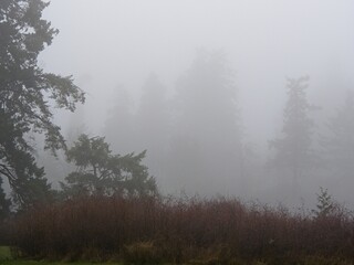 Residential area walkway covered in dense fog during winter time