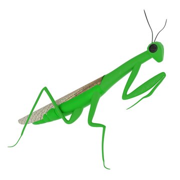 Mantis isolated on white background