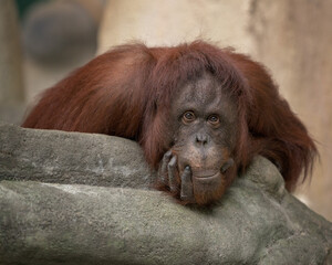 Adult female orangutan closeup head shot portrait