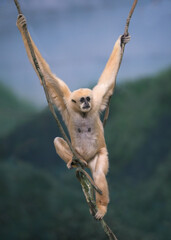 White-Cheeked Gibbon adult female hanging on a rope