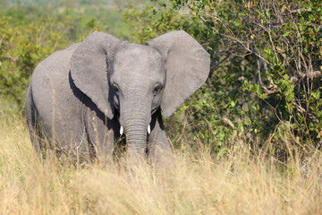Fototapeta premium Afrikanischer Elefant / African elephant / Loxodonta africana