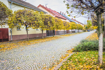 Pavement road in a small cozy town in autumn in a sunny day. Yellow leaves and trees in autumn. Picturesque European street in a small town with beautiful old houses and paving stones. Mukachevo.Ukrai