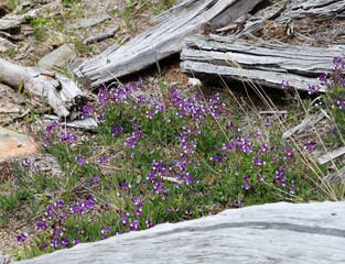 Purple flowers and dead trunks on patagonia argentina