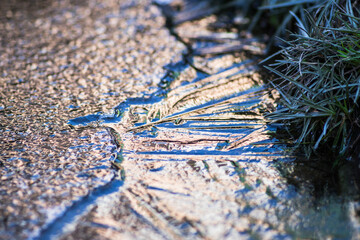 The ice on the frozen pond is close. Frozen pond in winter. Ice structure on a frozen pond
