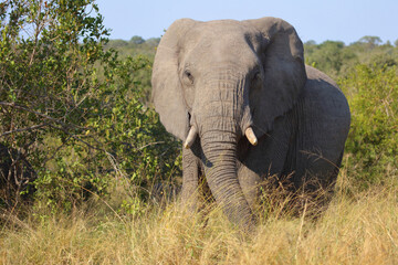 Obraz premium Afrikanischer Elefant / African elephant / Loxodonta africana