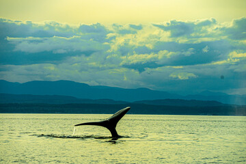 Humpback Whale at sunset in British Columbia 