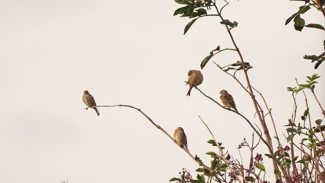 A flock of common linnet (Linaria cannabina) sitting on a branch in a shrub