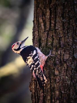 White-backed Woodpecker (Dendrocopos leucotos) perched on tree trunk in natural habitat