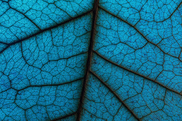 abstract macro photo of the texture of a tree leaf