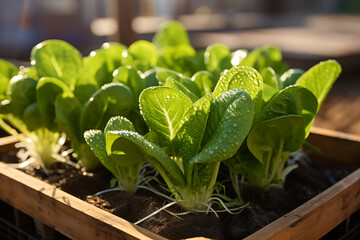 Fresh green spinach plants in a wooden garden box