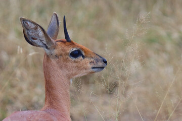Afrikanischer Steinbock / Steenbok / Raphicerus campestris