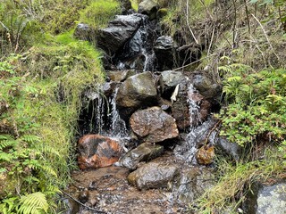Rio de agua cristalina en medio del bosque con piedras, troncos y raíces