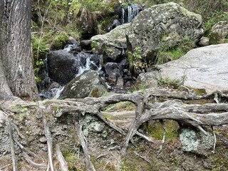 Rio de agua cristalina en medio del bosque con piedras, troncos y raíces