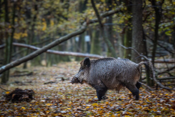 Wild Boar (Sus scrofa) roaming through a forest with fallen autumn leaves