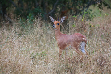 Afrikanischer Steinbock / Steenbok / Raphicerus campestris