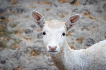 A young female white fallow deer looks right towards the camera lens. Close-up portrait of a female white fallow deer with a grey background.	