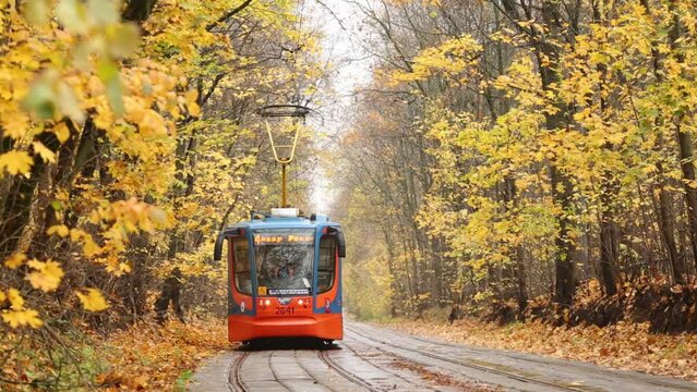 Tram moves along tramway along yellow-leafed trees 