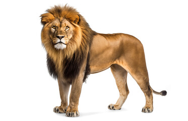  Lion isolated on white transparent background, png