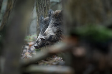 Wild Boar (Sus scrofa) peering through forest underbrush