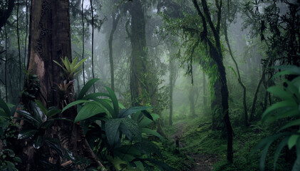 Tropical forest in the morning with fog