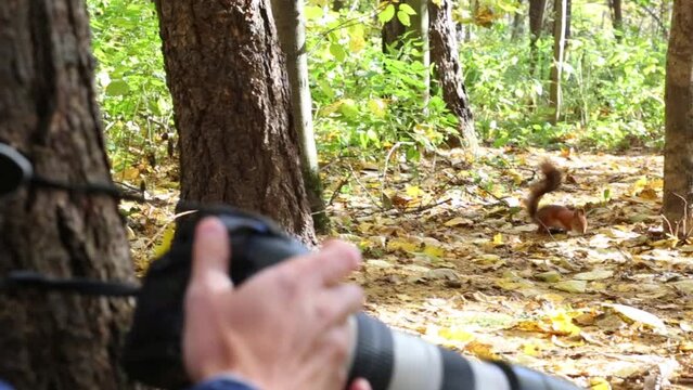 Squirrel eats in forest, photographer (not in focus) takes pictures of her