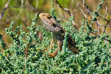 An Eastern Bearded Dragon (Pogona barbata) in a saltbush in the Flinders Ranges, South Australia
