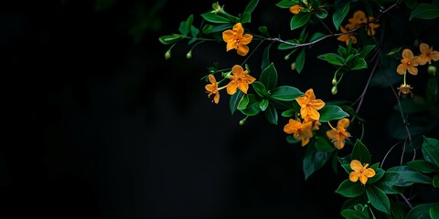 branches of a shrub with small orange flowers on the dark background. 