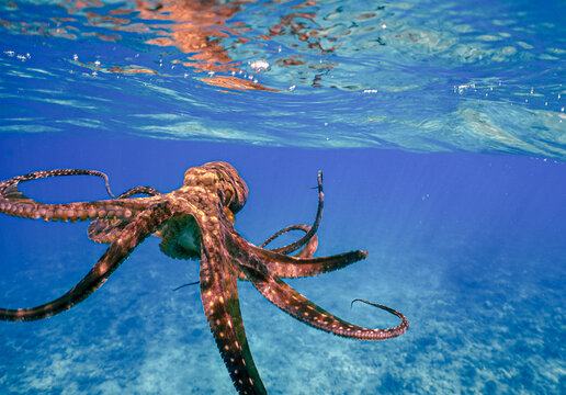 Wild and Free Octopus in Blue Hawaiian Ocean Water 
