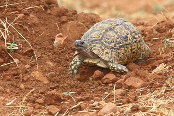 Leopardenschildkröte / Leopard tortoise / Geochelone pardalis