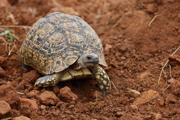 Leopardenschildkröte / Leopard tortoise / Geochelone pardalis