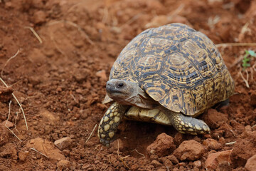 Leopardenschildkröte / Leopard tortoise / Geochelone pardalis