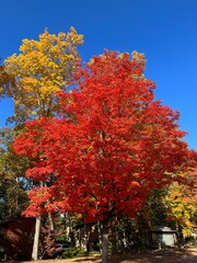 Naklejka premium Colorful fall tree in neighborhood of Michigan 