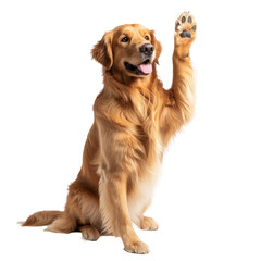 Dog Holding Paw Up in the Air