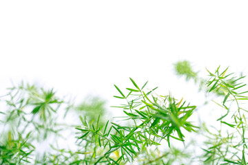 Asparagus sprengeri twigs - natural green background.