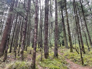 Bonitos arboles de un bosque con pasto, flores y arbustos