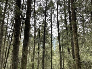 Fototapeta premium Bonitos arboles de un bosque con pasto, flores y arbustos