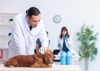 Vet doctor examining golden retriever dog in clinic