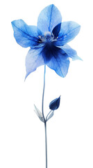 Blue Flower With Isolated on Transparent Background