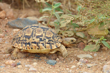 Leopardenschildkröte / Leopard tortoise / Geochelone pardalis