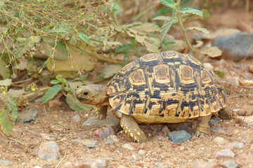 Leopardenschildkröte / Leopard tortoise / Geochelone pardalis