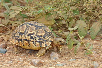Leopardenschildkröte / Leopard tortoise / Geochelone pardalis