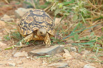 Leopardenschildkröte / Leopard tortoise / Geochelone pardalis