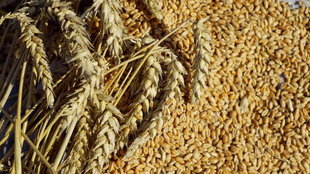 Background video of wheat ears and grains. Growing bread in agricultural fields. High quality 4k footage