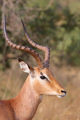 Schwarzfersenantilope / Impala / Aepyceros melampus