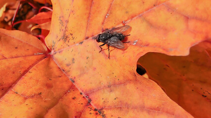 Autumn season, trees with fall Color Of Red, Gold, Yellow, and Burgundy in sweden 2023