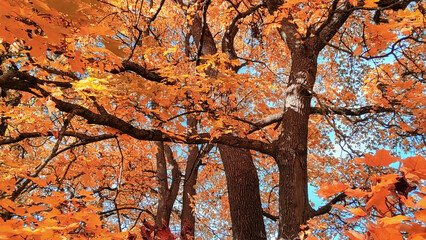 Autumn season, trees with fall Color Of Red, Gold, Yellow, and Burgundy in sweden 2023