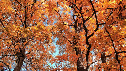 Autumn season, trees with fall Color Of Red, Gold, Yellow, and Burgundy in sweden 2023