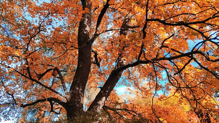 Autumn season, trees with fall Color Of Red, Gold, Yellow, and Burgundy in sweden 2023