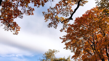 Autumn season, trees with fall Color Of Red, Gold, Yellow, and Burgundy in sweden 2023